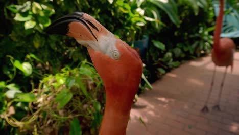 close up of two flamingos turning their heads quickly in the butterfly museum in key west florida