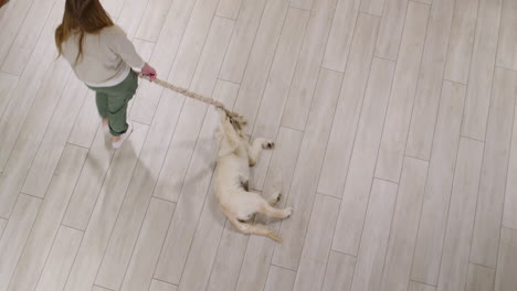 a child plays with a puppy - the dog catches a rope. view from above