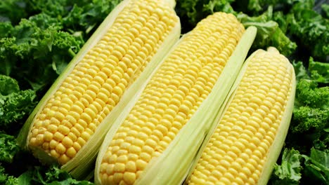 Corn-ears-in-green