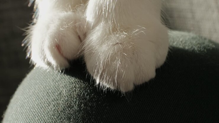 Primo piano di un gatto tricolore seduto che guarda. Micetto con gli occhi gialli. Animale domestico a casa