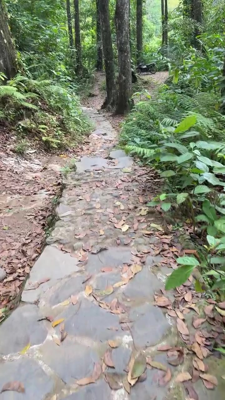 Walking Down a Stone Path in a Lush Tropical Forest