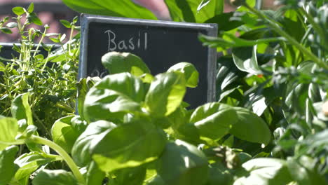 fresh, tasty green basil herbs on food market on windy day