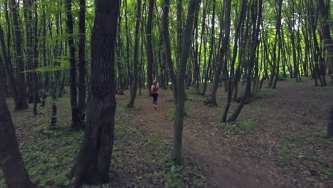 Pov-Deambulando-Y-Caminando-Por-El-Sendero-Del-Bosque-En-Un-Vasto-Tronco-De-Pino-Verde,-Patrón-De-Bosque-Verano-Hermosa-Luz-Del-Atardecer