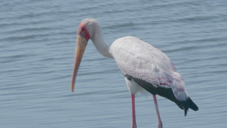 a yellow-billed stork walking slowly along the shore hunting for food - closeup shot