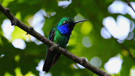 colorful hummingbird on a branch