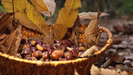 Las-Castañas-Caen-En-Una-Cesta-De-Mimbre.