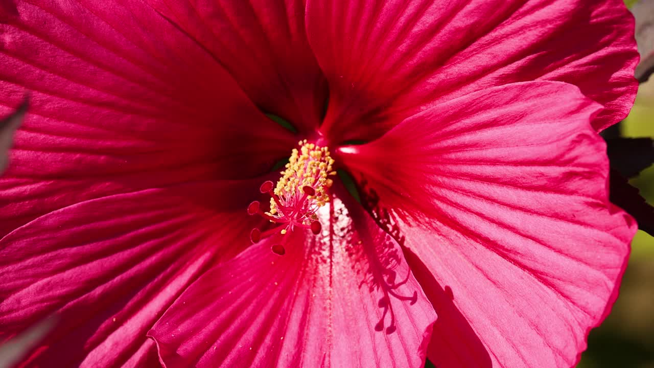 vista detallada de una flor de hibisco vibrante