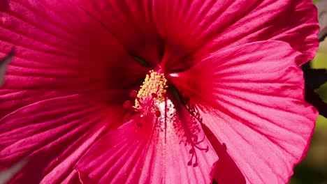 detailed view of a vibrant hibiscus flower