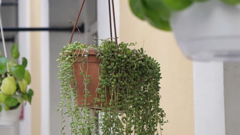 hanging string of pearls succulent in terracotta pot