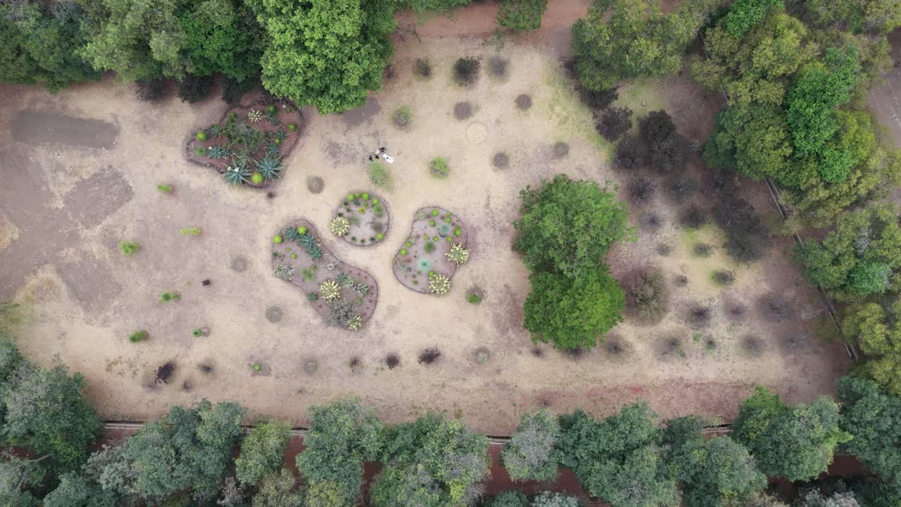 Drone's downward view: cactus garden, Mexico City