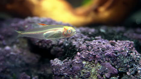 transparent albino fish floats above encrusted rock