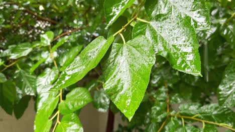 cuando la lluvia torrencial cae sobre las hojas de los árboles