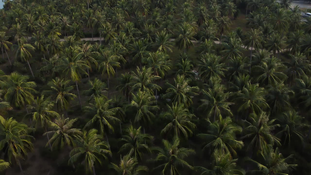un vuelo constante sobre un bosque de palmeras en vietnam
