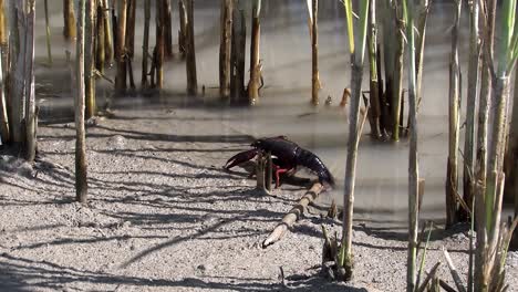 Crabs-in-rice-field-California,-USA-1