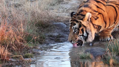 closeup of thirsty orange bengal tiger drinking from muddy pond