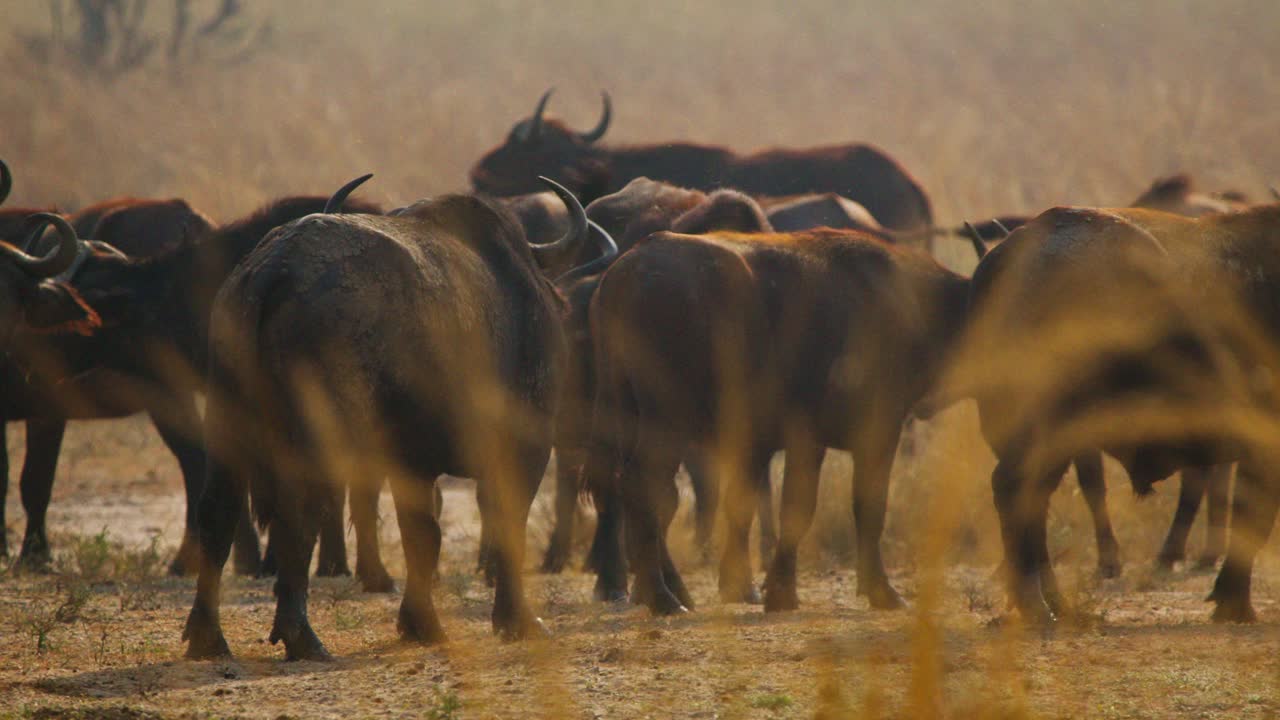 African buffalo herd (Syncerus caffer) stands alert in tall golden savannah grass at Murchison Falls National Park Uganda, dust rising around their legs under soft dawn light