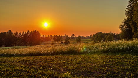 Timelapse-Del-Atardecer-Sobre-Pastizales-Verdes-Con-Flores-Silvestres-Blancas-Durante-La-Noche