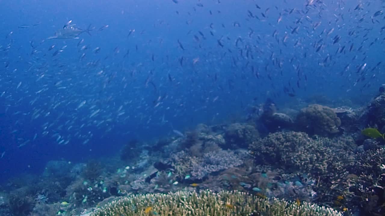 trevallys gigantes cazando pequeños peces de arrecife en grupo en la parte superior de un arrecife de coral vibrante y saludable