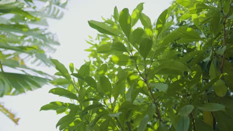 green nature looking up and flare in forest, pov view’s through tops of trees, sun rays through foliage.