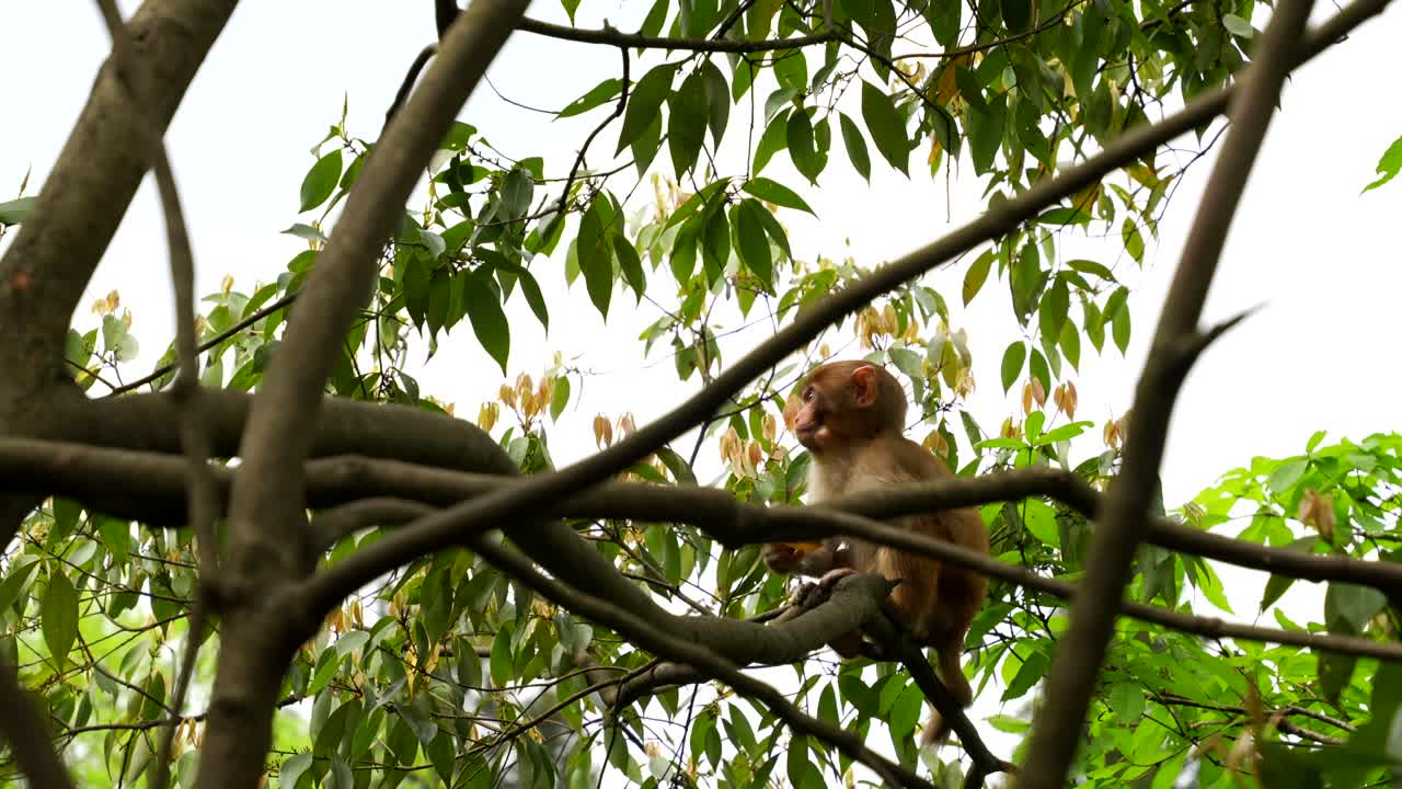 Cute Monkey Eating a Biscuit in a Tree