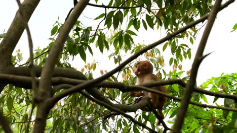 cute monkey eating a biscuit in a tree