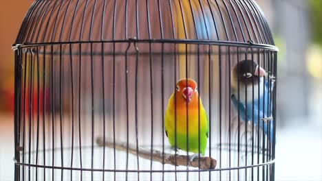 un par de pájaros de amor en una jaula, pájaros de amor, pájaros de mascota verdes y azules