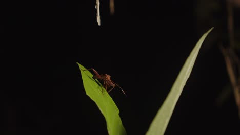 One-of-the-hemipteran-insects-from-the-Fulgoridae-family,-also-known-as-lanternflies,-sits-on-a-leaf