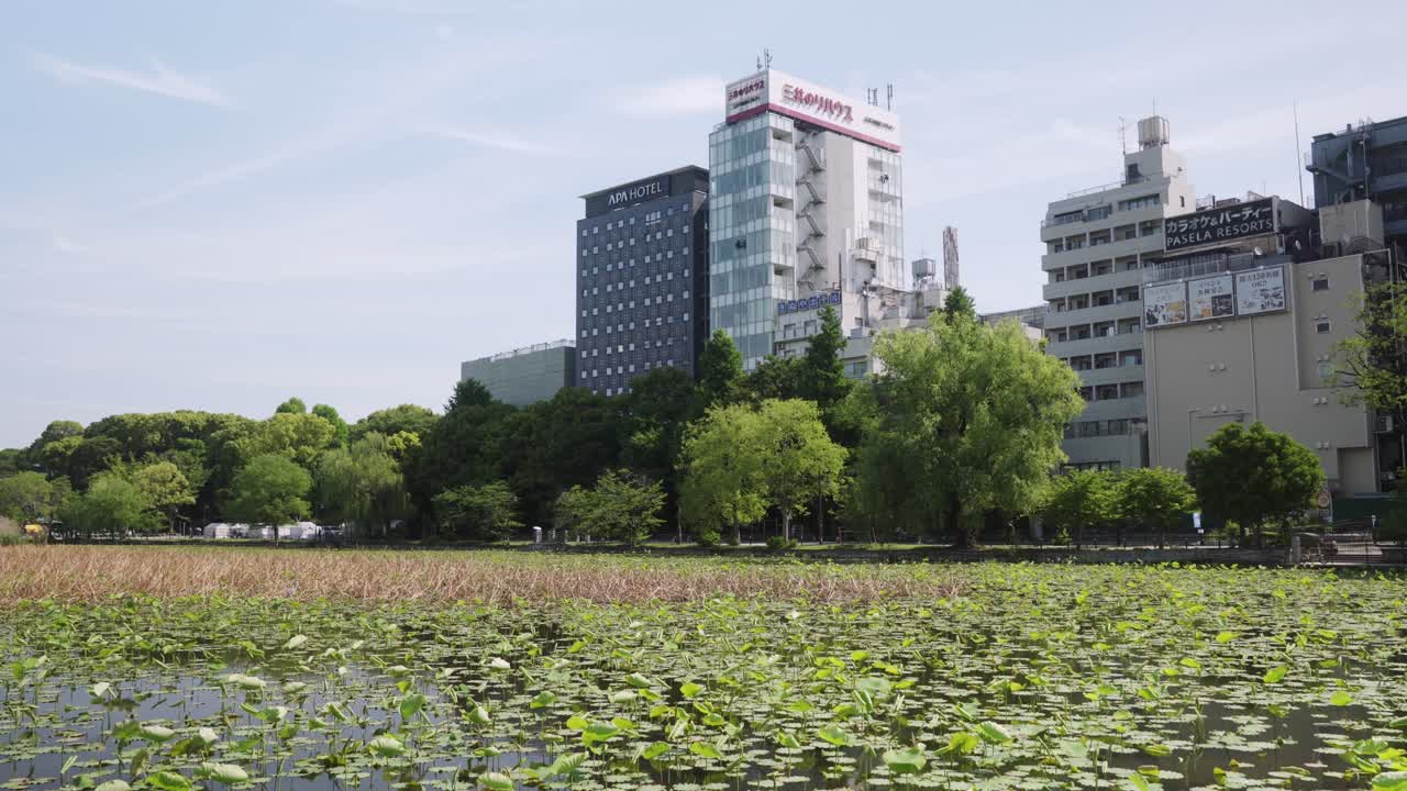 paisaje del estanque de shinobazuno rodeado de árboles en el borde en un día soleado en el parque ueno, tokio