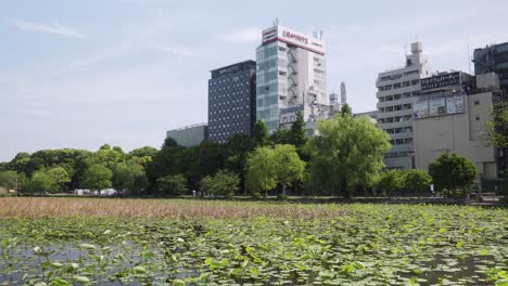 Shinobazuno-Pond-Landscape-Surrounded-By-Trees-On-Edge-On-Sunny-Day-At-Ueno-Park,-Tokyo