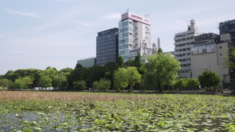 Paisaje-De-Estanque-Shinobazuno-Rodeado-De-árboles-En-El-Borde-En-Un-Día-Soleado-En-El-Parque-Ueno,-Tokio