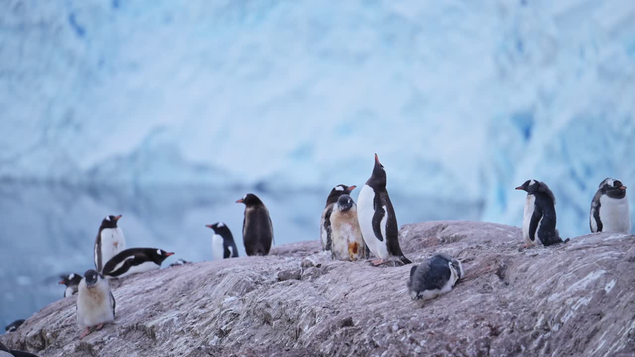 el calentamiento global para los pingüinos en la antártida, el cambio climático significa que no hay nieve para la colonia de pingüinos gentoo en la península antártica con hermosos paisajes y glaciares mientras están en rocas rocosas