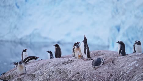 global warming for penguins in antarctica, climate change meaning no snow for gentoo penguin colony in antarctic peninsula with beautiful scenery and glacier while on rocky rocks