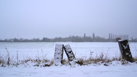campo nevado donde vuelan los patos