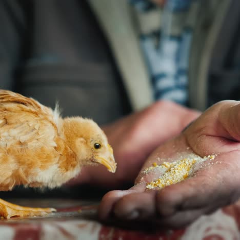 un pollito divertido picotea la comida con las manos de un viejo granjero