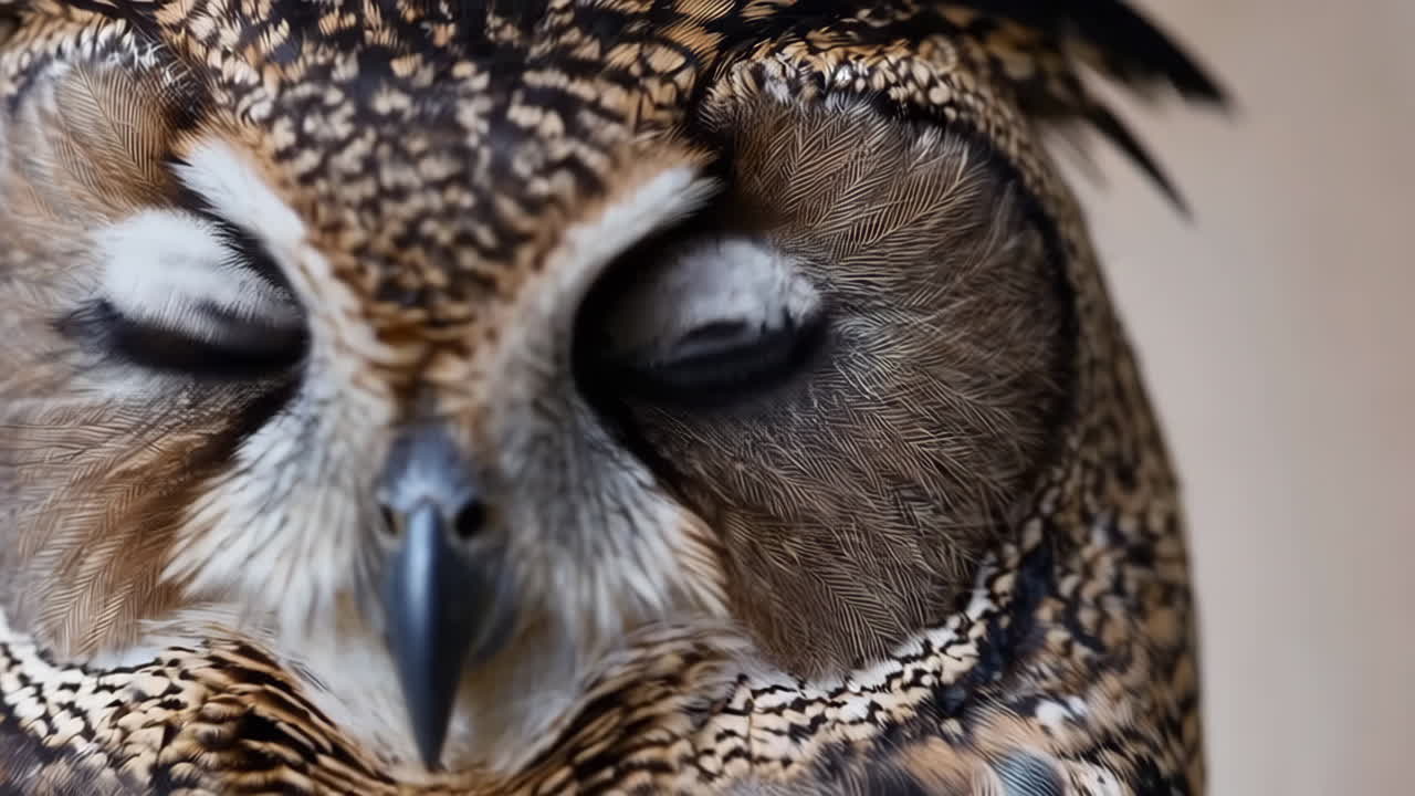 Close-up of an Eagle-Owl