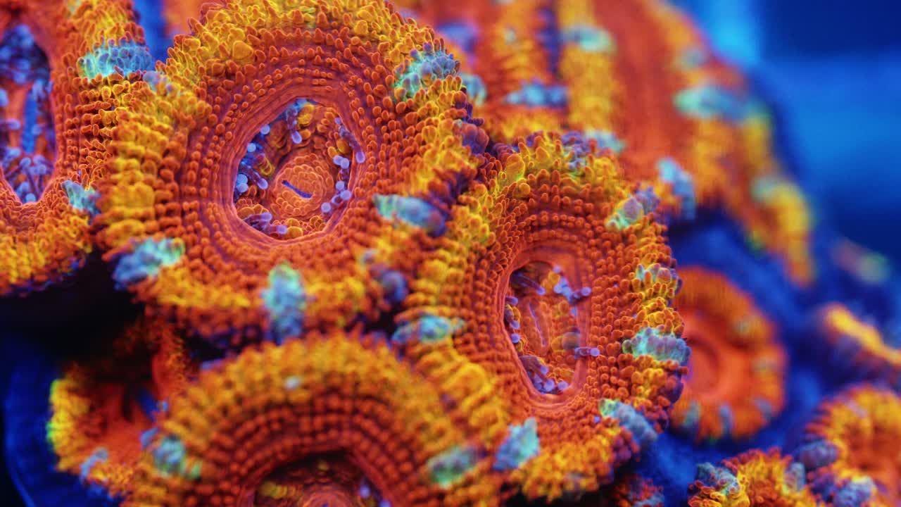 Extreme macro close-up of an Acanthastrea Lordhowensis coral under actinic lighting. The polyps display vivid orange skeletal ridges and scattered patches of turquoise, lime, and violet fluorescence.
