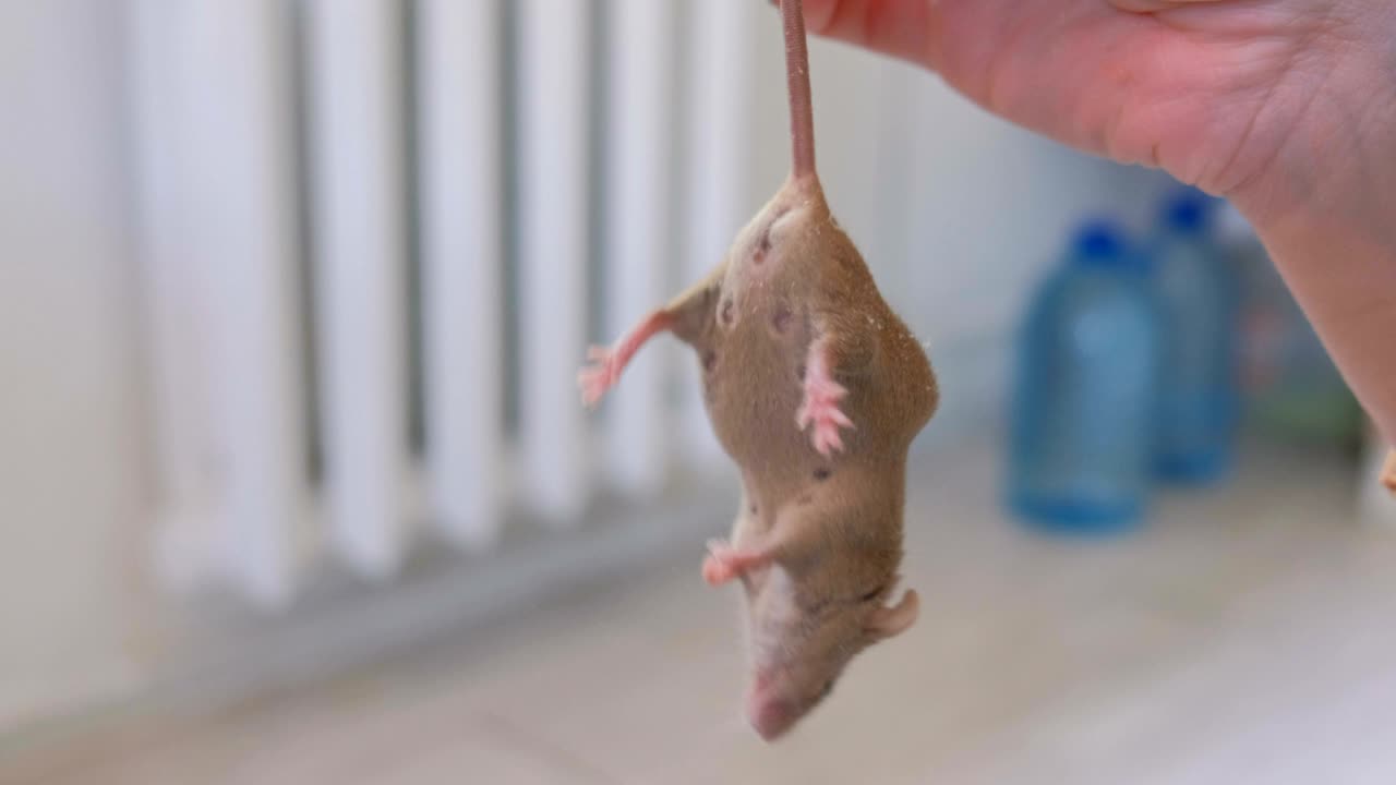 Grosso topo grigio e grasso nella mano di una donna. La donna tiene il topo per la coda