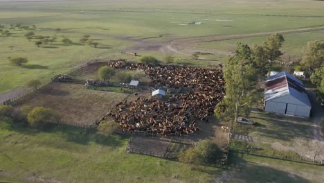 A-large-cattle-farm-during-early-morning,-herd-gathered-near-farm-buildings,-aerial-view