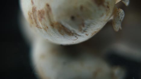 macro detailed video of a pile of mushrooms, raw champignons, white caps reflection, on a rotating stand, smooth movement, slow motion 120fps