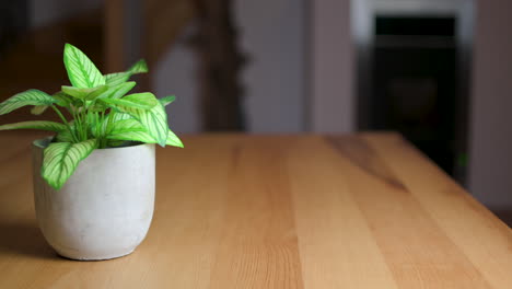 Close-Up-Video-of-a-green-Plant-in-a-grey-Flowerpot,-sliding-left