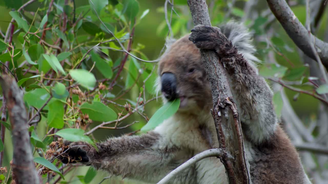 A slow motion close-up of a koala eating leaves, showcasing its adorable features and natural behavior in the wild.