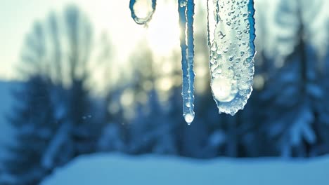 water droplets form and drip from melting icicles under bright sunlight on a sunny winter day