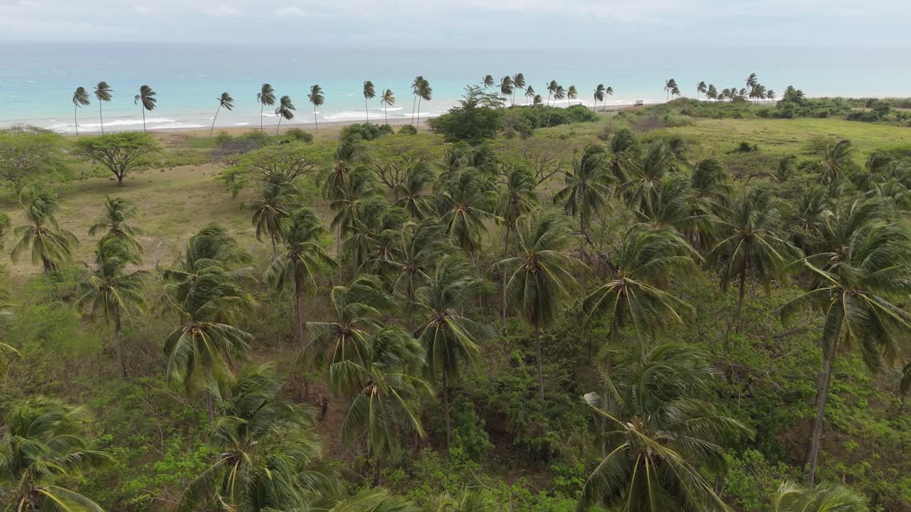 Drone Flying Over Coconut Trees With Beautiful Sea View