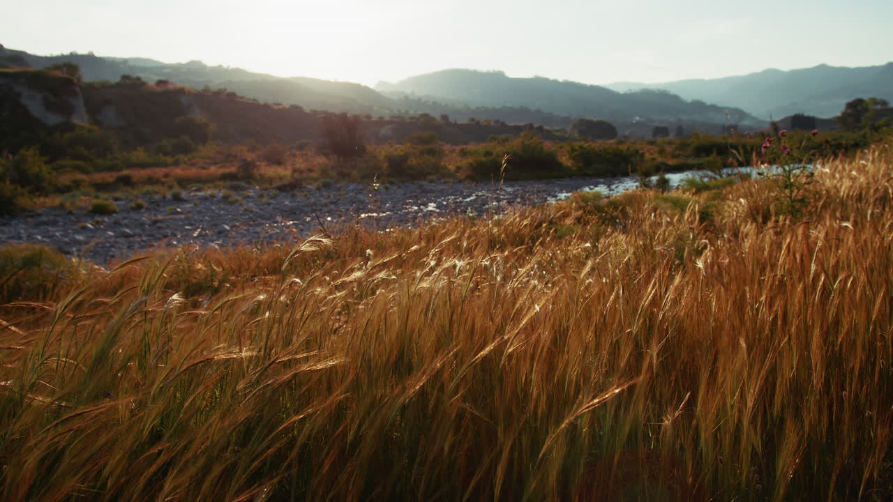 Wheat Cultivation Ears Move In The Wind At Sunset In Calabria Nature Near River