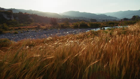 wheat cultivation ears move in the wind at sunset in calabria nature near river