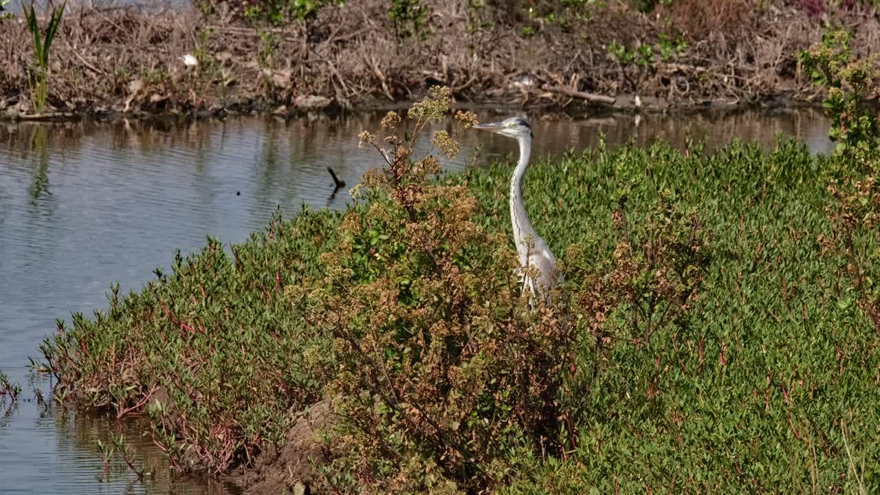 mirando hacia la izquierda visto en el medio de alguna hierba mientras la cámara hace zoom, garza gris ardea cinerea, tailandia