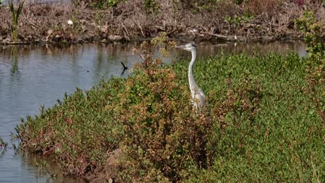 Facing-to-the-left-seen-in-the-middle-of-some-grass-while-the-camera-zooms-in,-Grey-Heron-Ardea-cinerea,-Thailand