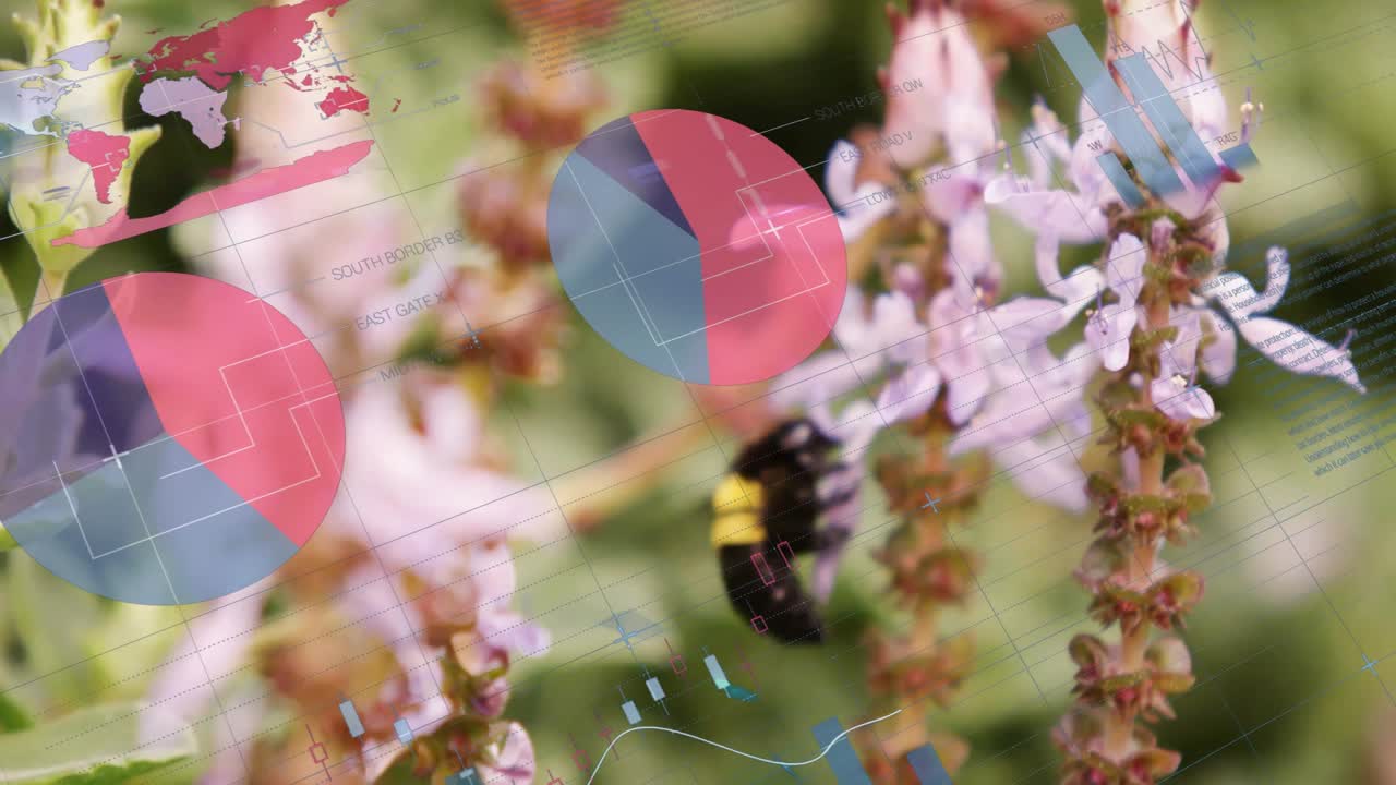 Bi nærmer sig blomster, svæver, berører kronblade og viser datadiagrammer, der overvåger nektar.