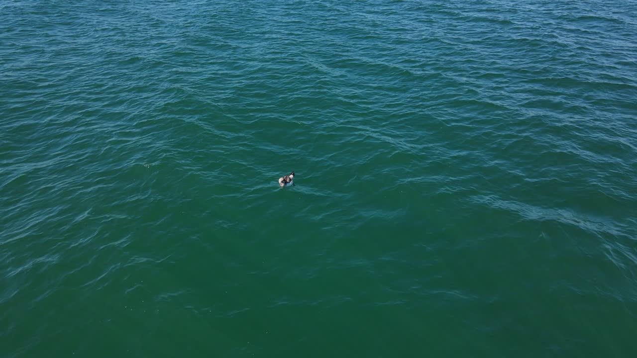 Albatross Bird Floating And Moving By Calm Waves Of Blue Sea In QLD, Australia