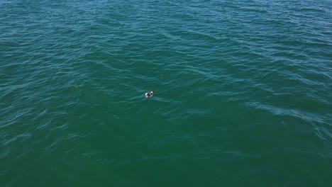 pájaro albatros flotando y moviéndose por las tranquilas olas del mar azul en qld, australia